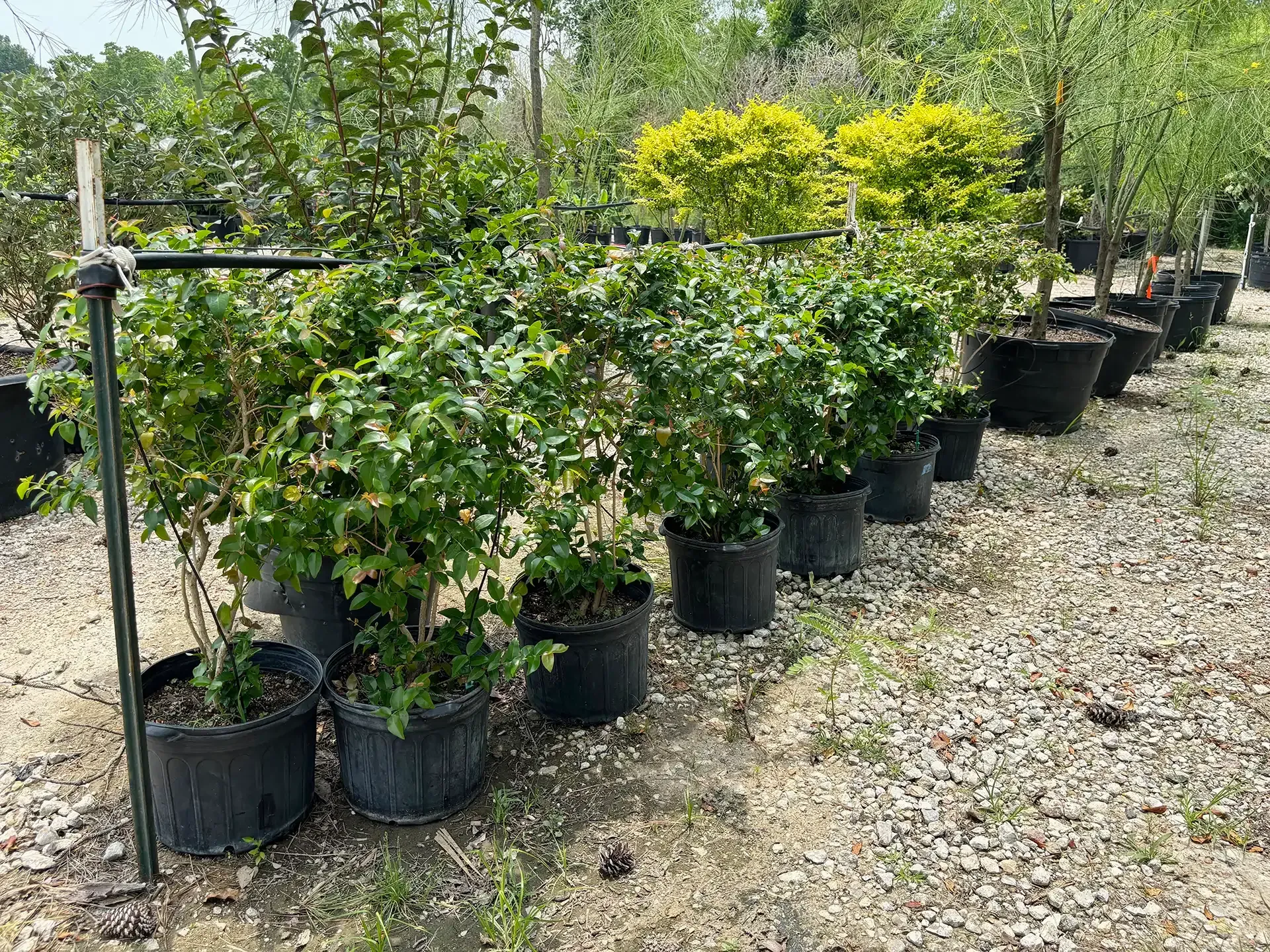 Row of potted green plants at a plant nursery, with a metal frame in the foreground and a gravel ground.
