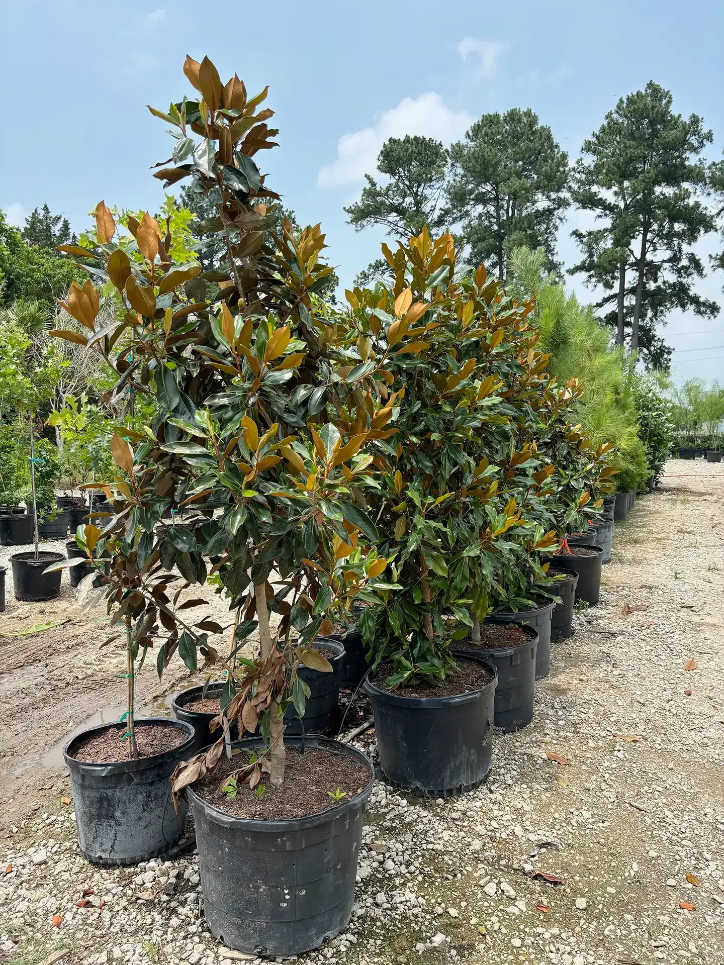 Row of potted Magnolia trees with dark green leaves and brown undersides.