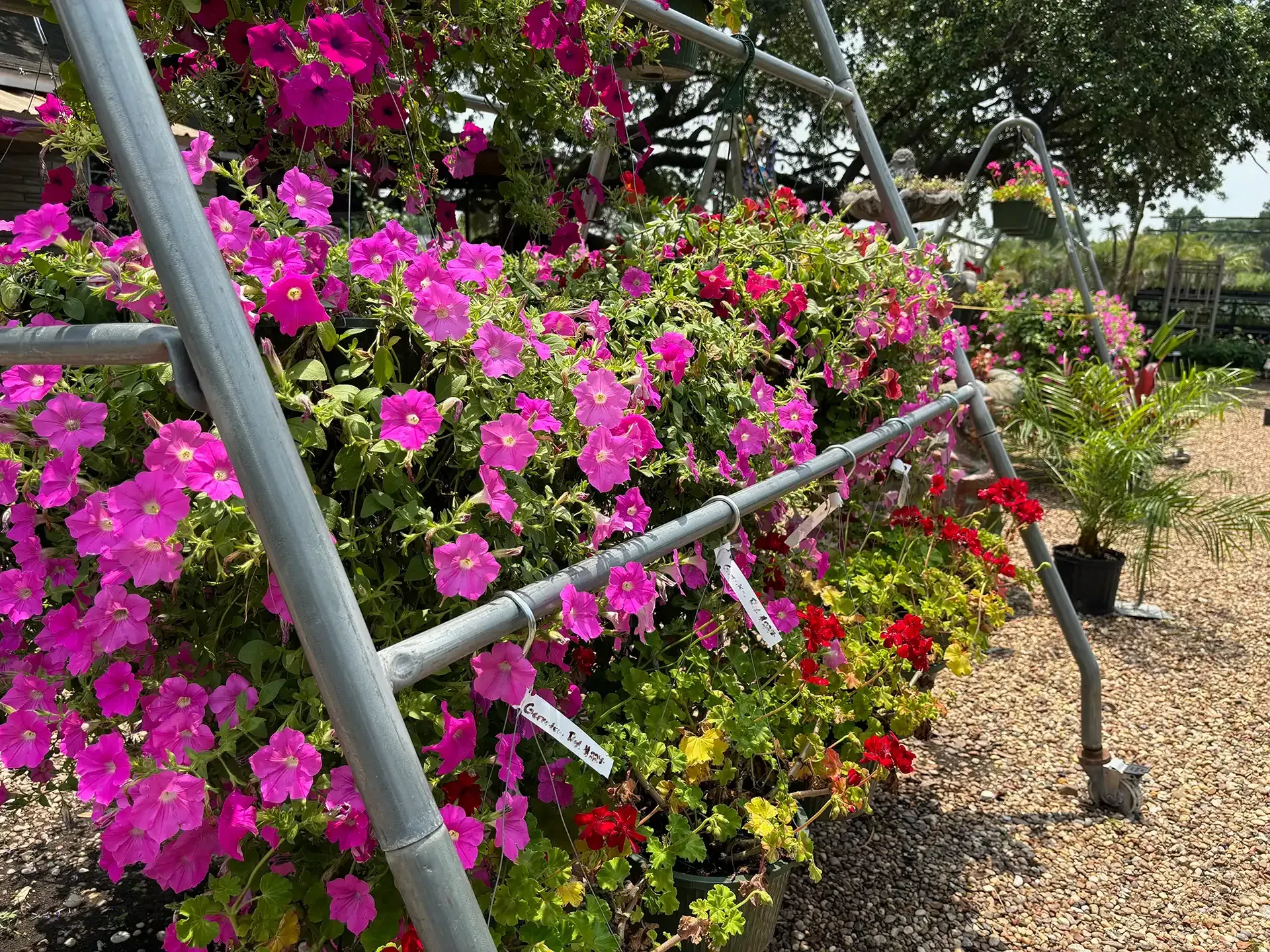 Pink and red petunias and geraniums blooming in a garden, with a metal trellis and potted plants.