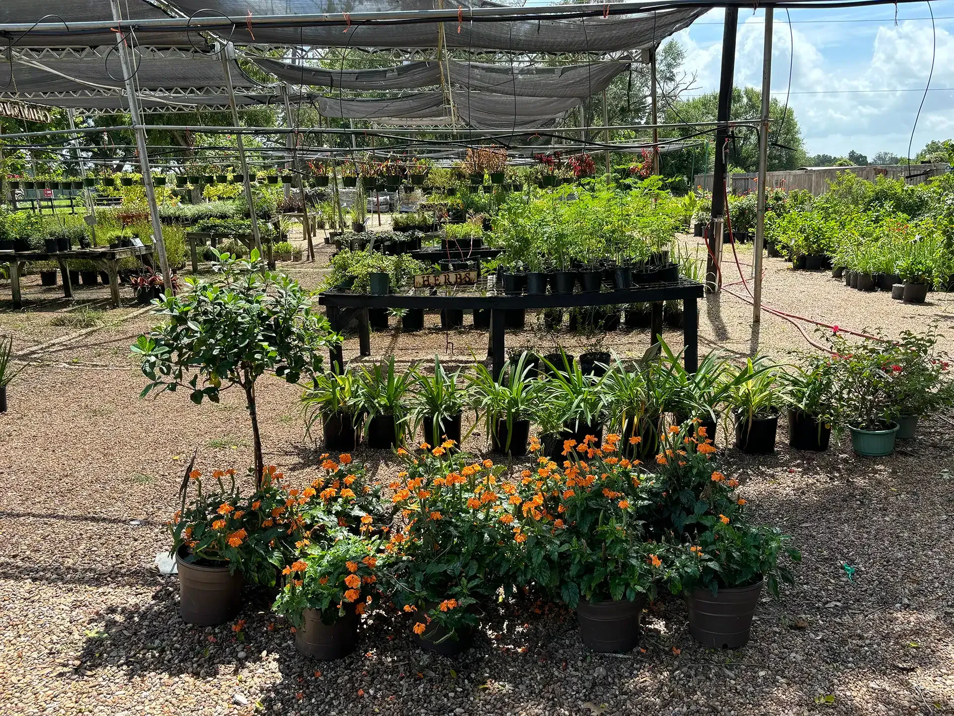 Nursery with rows of potted plants under a shaded structure on a gravel ground.