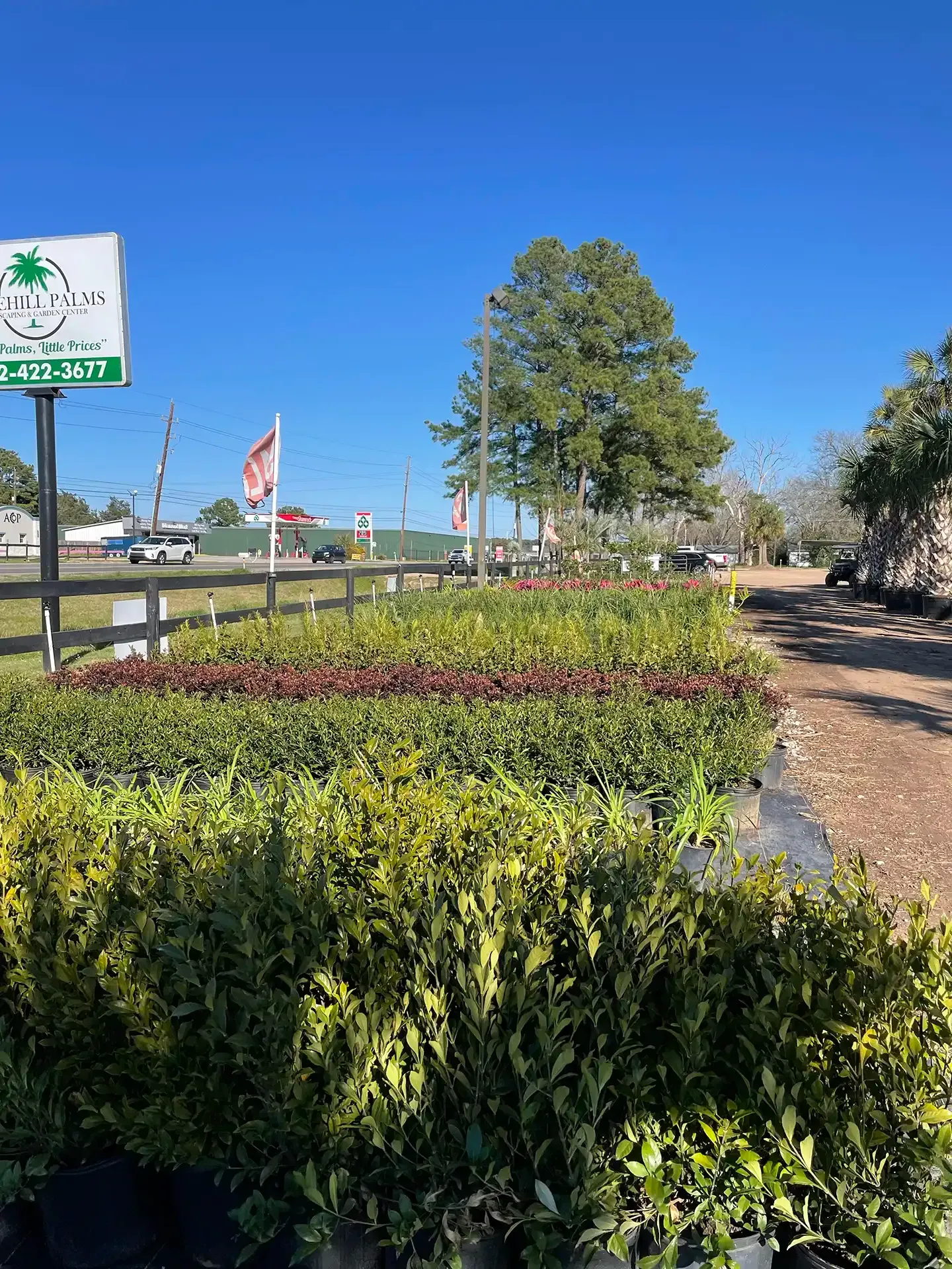 A sunny day at a plant nursery, with rows of colorful shrubs and a sign.