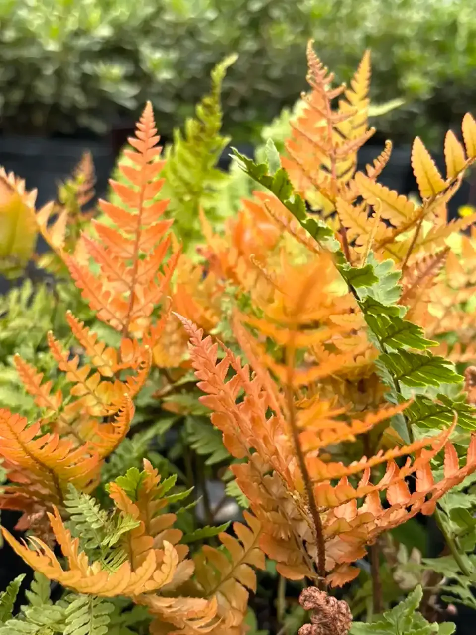 Fern with vibrant orange and green fronds.