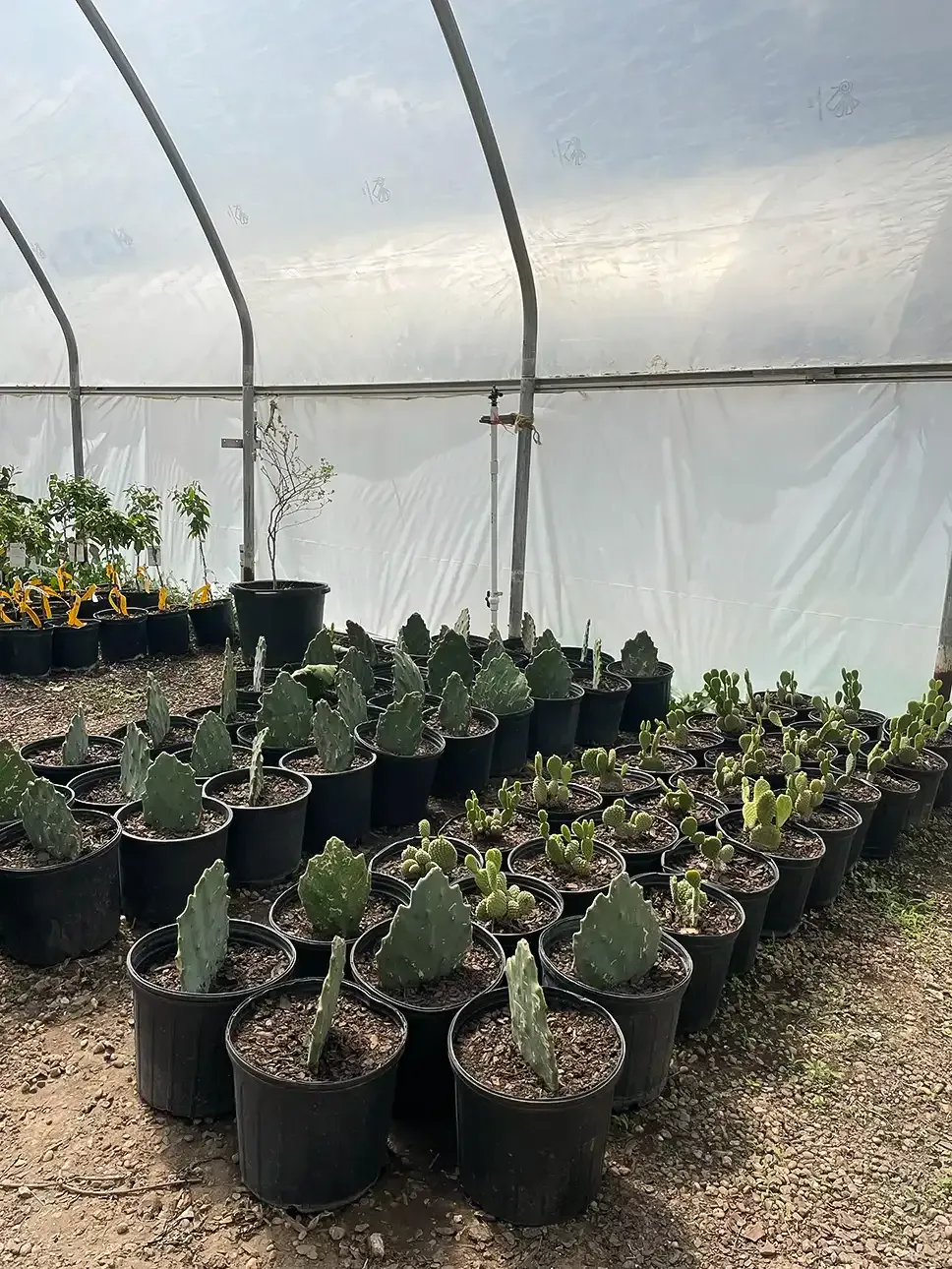 Rows of potted cacti inside a greenhouse with a transparent plastic roof.
