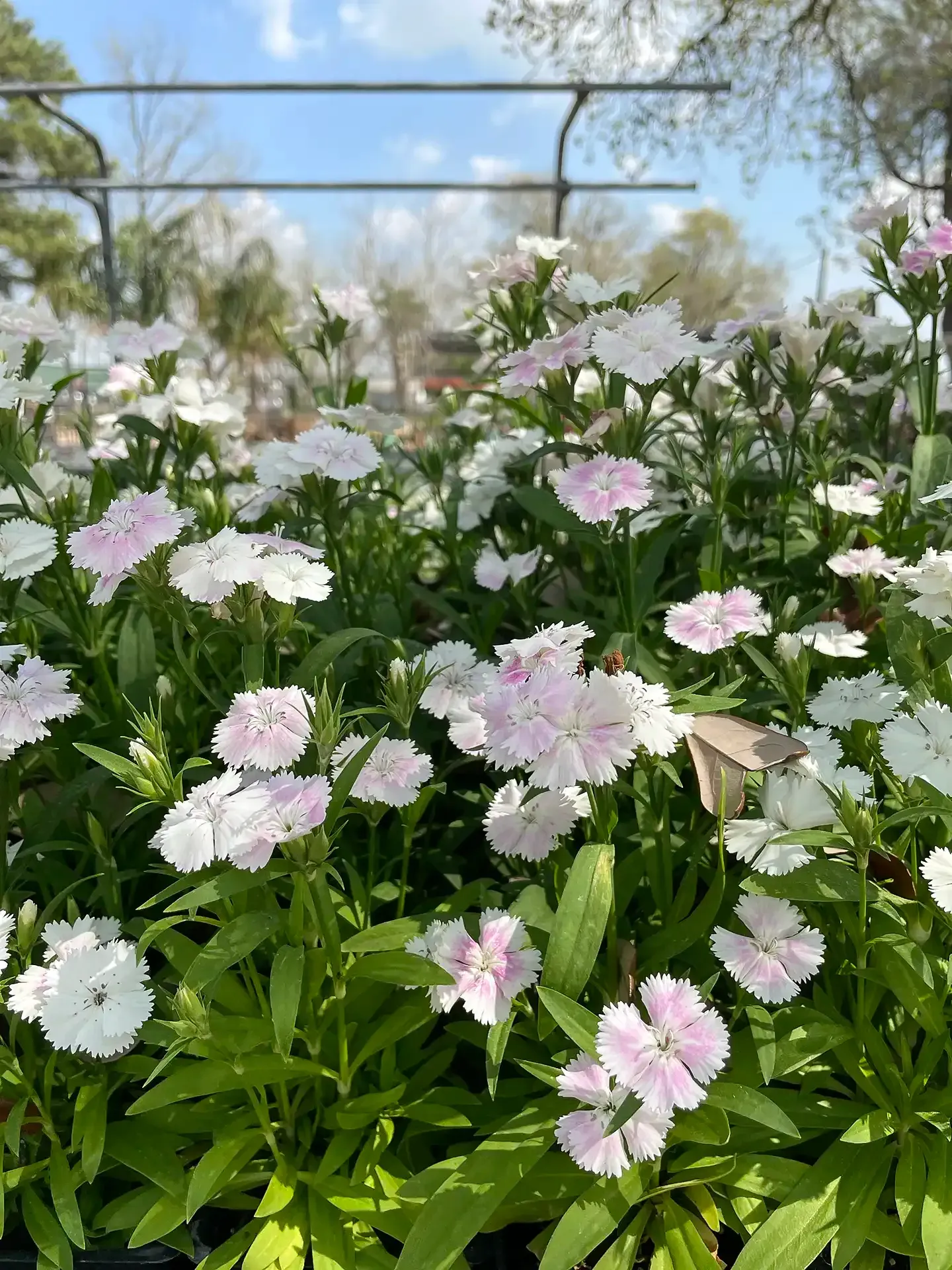 White and light pink Dianthus flowers in full bloom, with green foliage, outdoors.