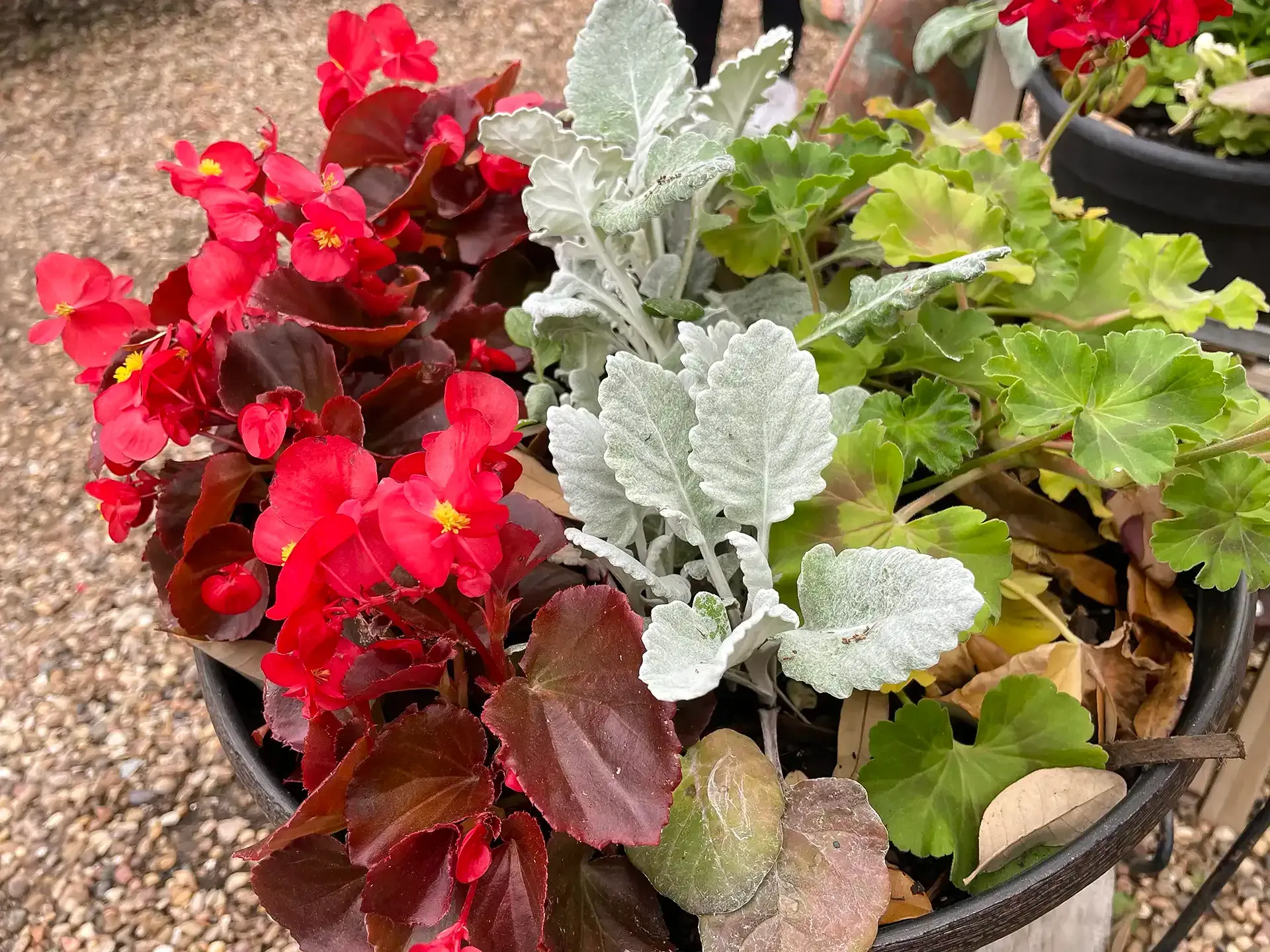 Close-up of a container garden with red, burgundy, silver, and green foliage and flowers.