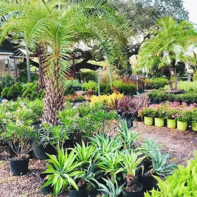 A lush plant nursery with diverse potted plants, palms, and varied foliage under a bright sky.