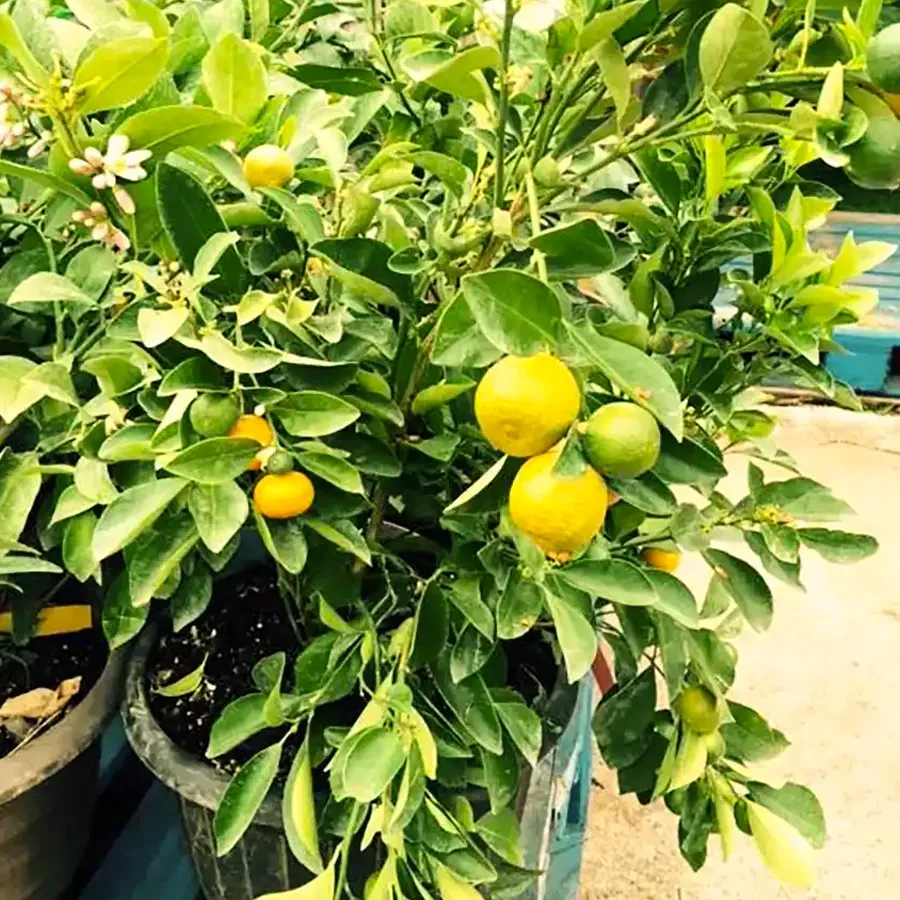 Lemon tree in a pot with yellow lemons and green leaves, outside.