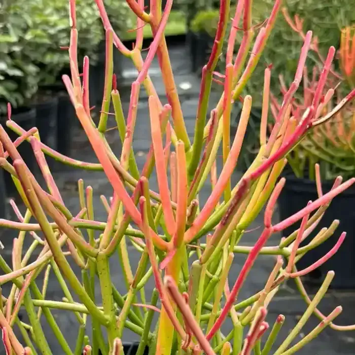 Succulent plant with slender, colorful stems, green fading to yellow and pink.