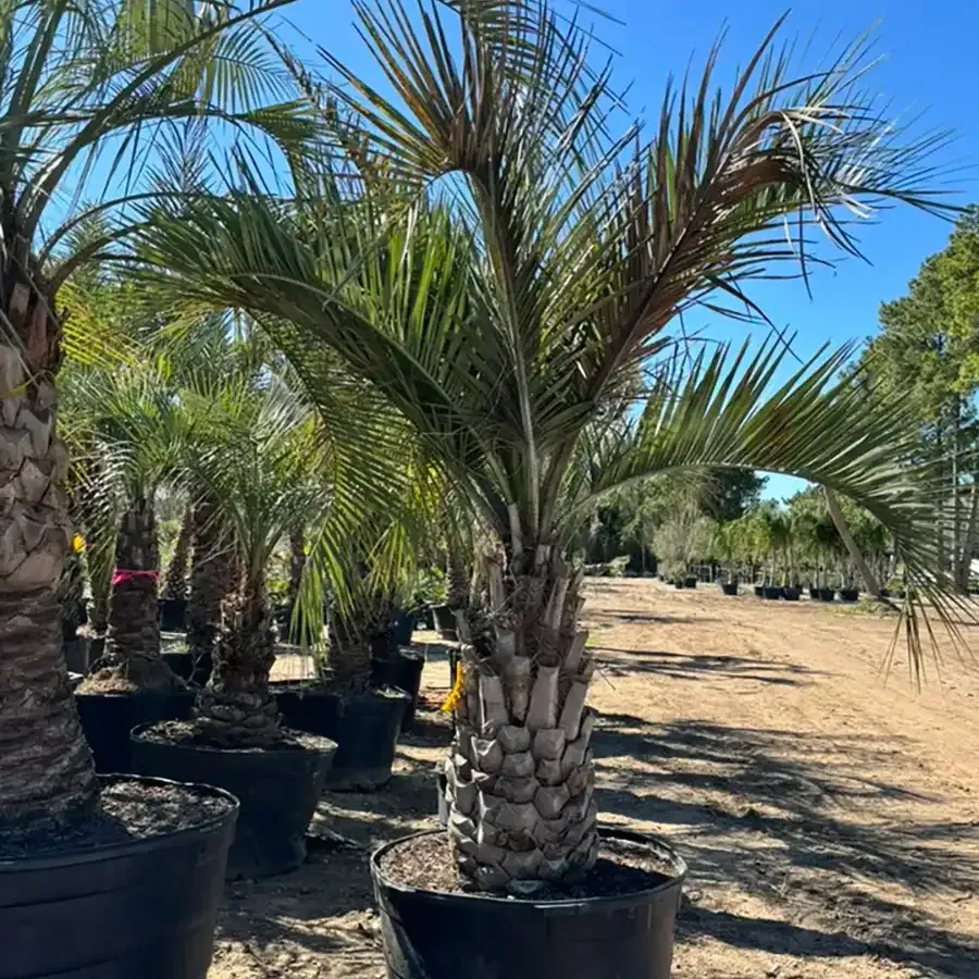 Palm tree in a black pot, surrounded by other potted trees in a sunny outdoor nursery setting.