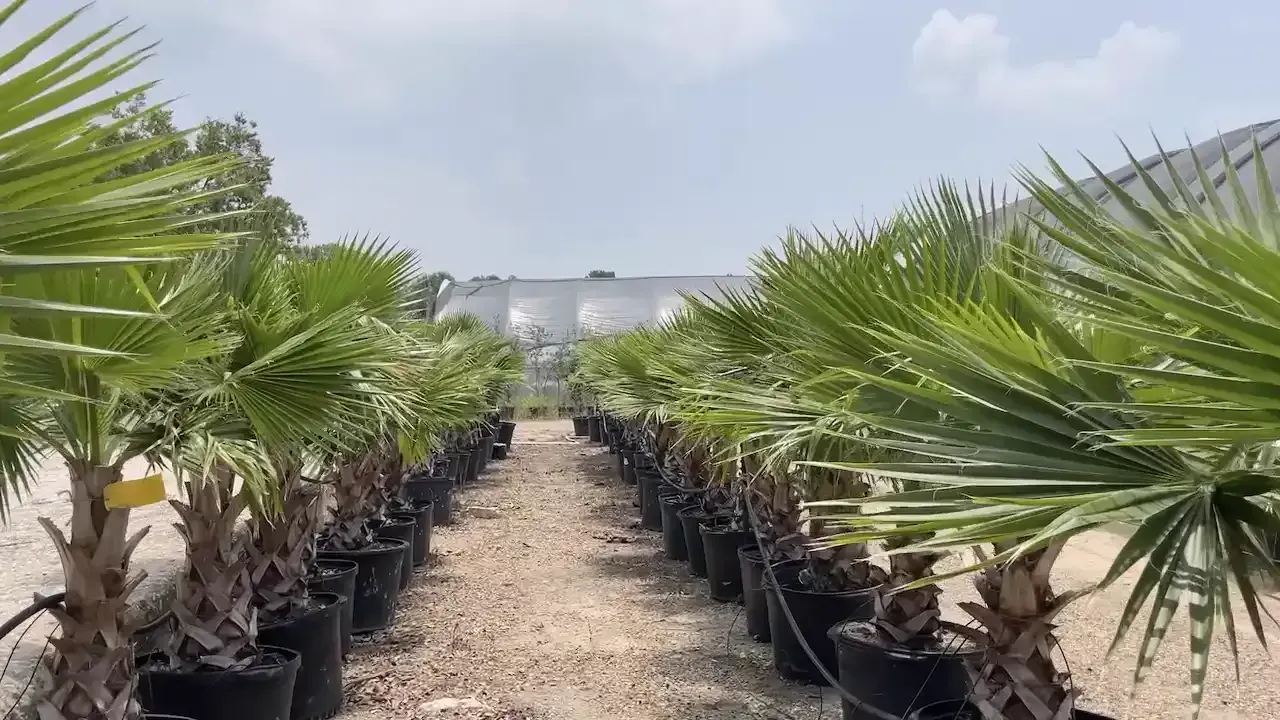Rows of potted palm trees at a nursery, under a cloudy sky.