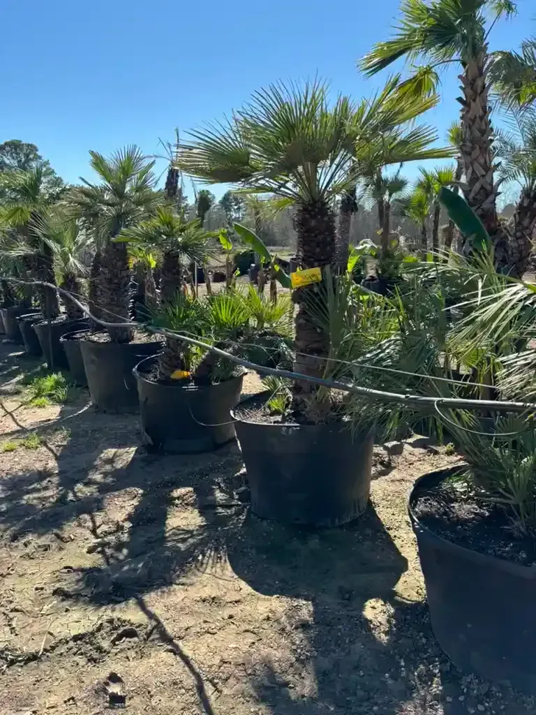 Palm trees in black pots lined up outdoors on a sunny day.