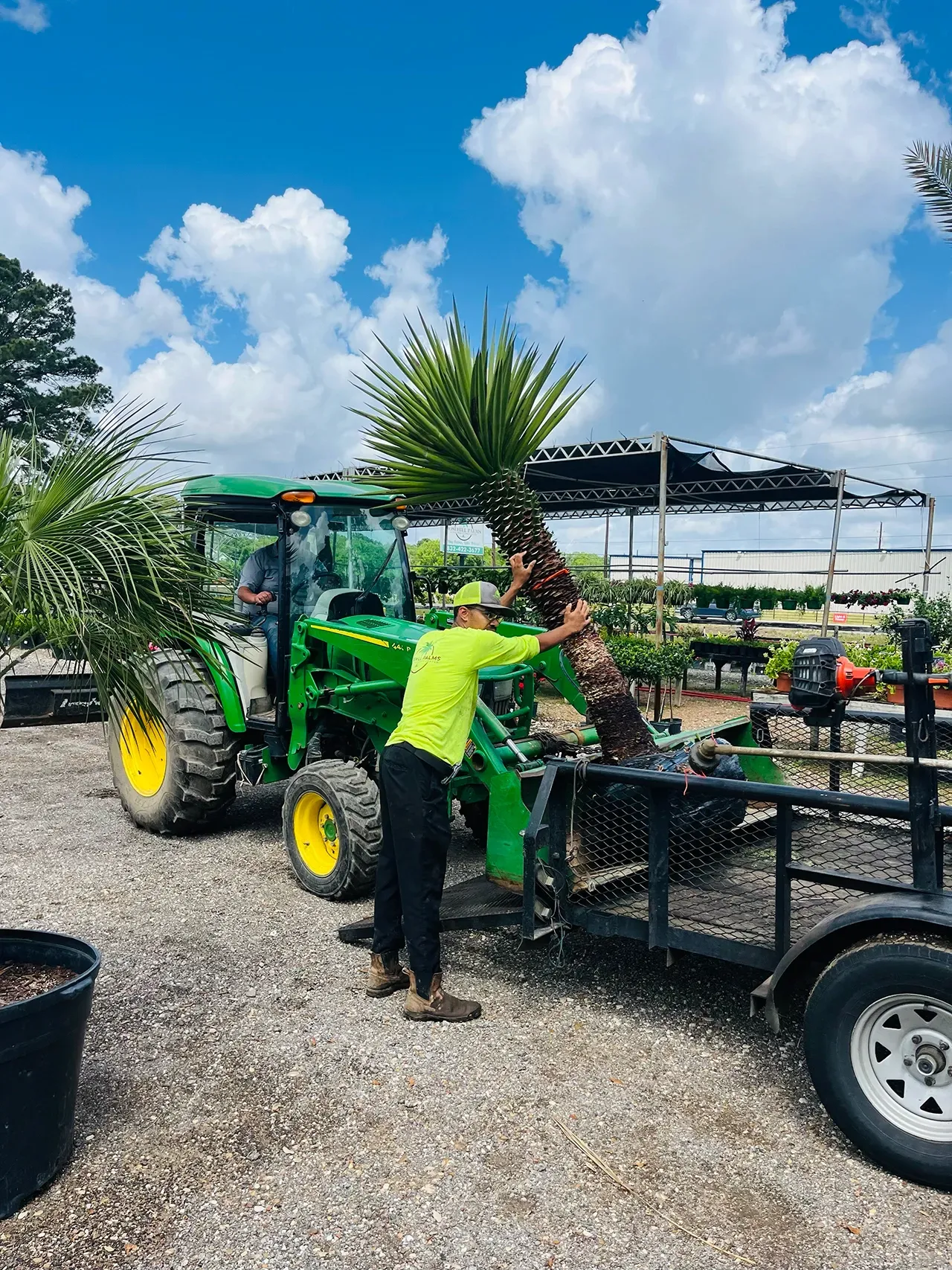 Worker loading a potted palm onto a trailer beside a green tractor in a nursery under a bright blue sky