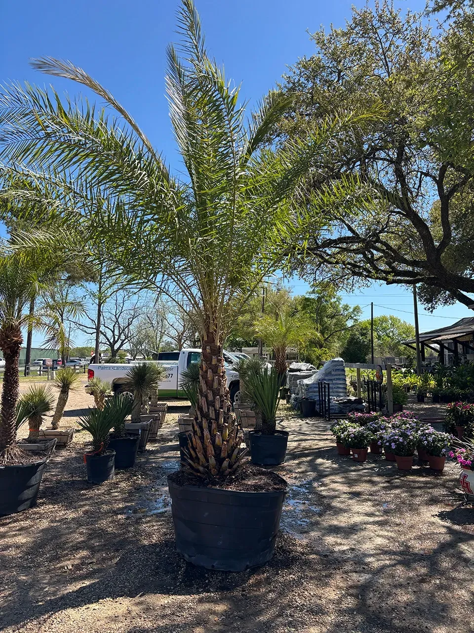 Potted palm trees in a sunny nursery garden with shrubs, flowers, and a shaded structure in the background