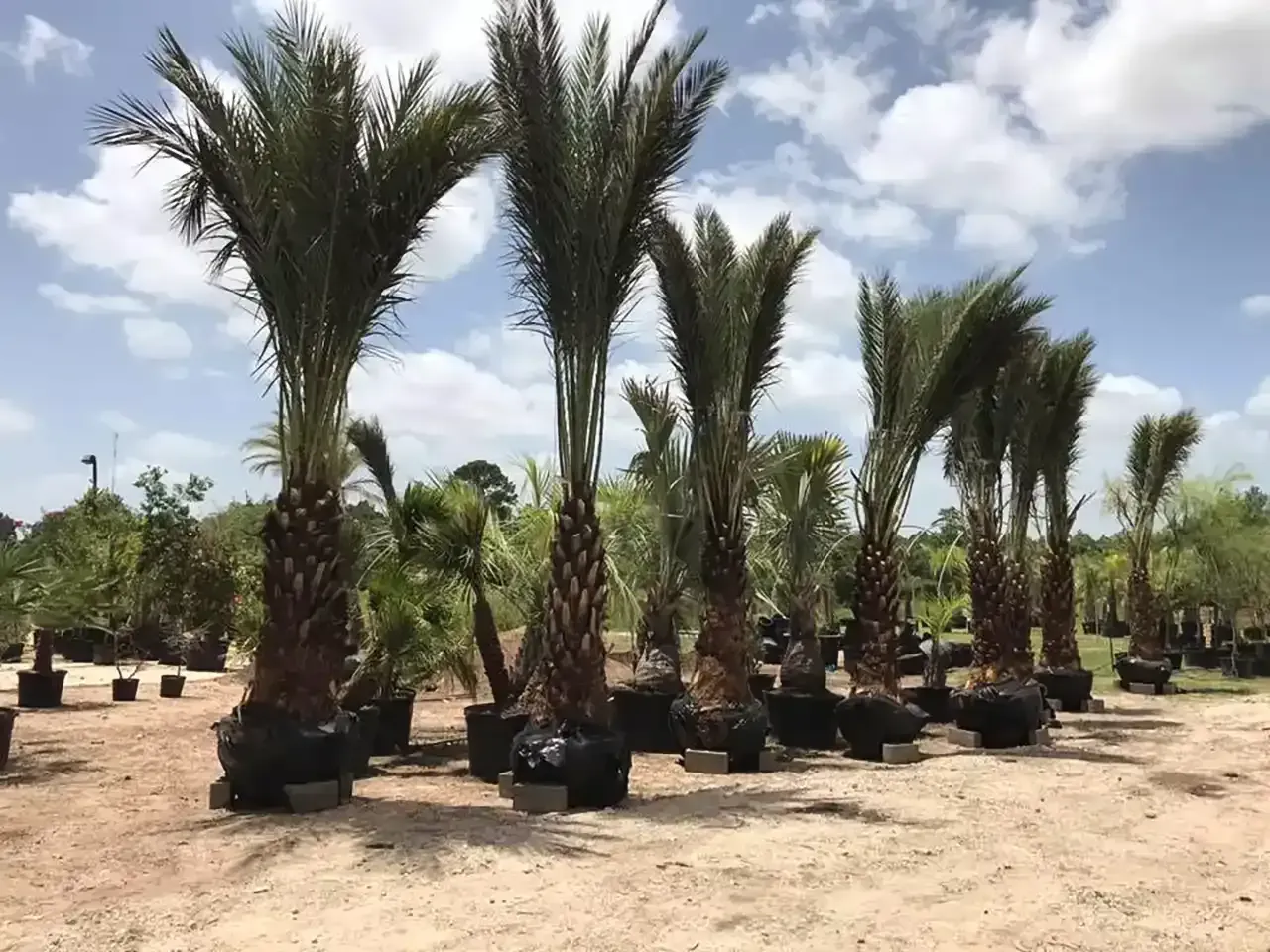 Rows of potted palm trees in a sunny outdoor nursery with sandy ground and a cloudy sky