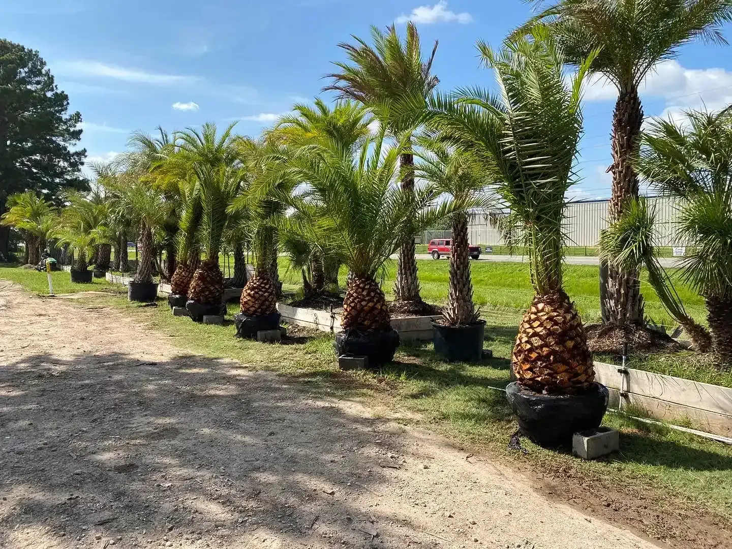 Row of potted palm trees lining a sunny gravel path beside a road