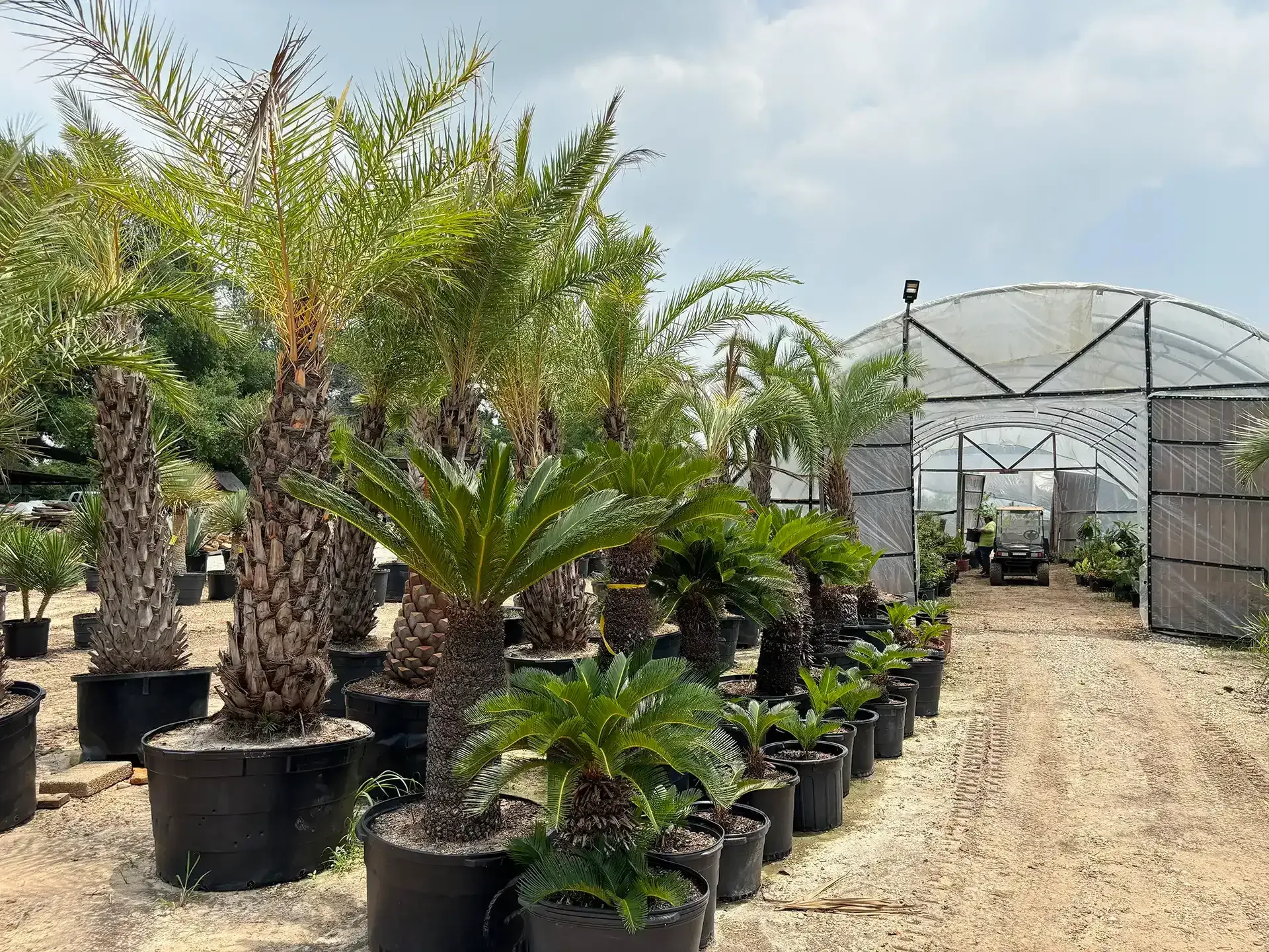 Nursery aisle with potted palms and other plants beside a greenhouse on a dirt path