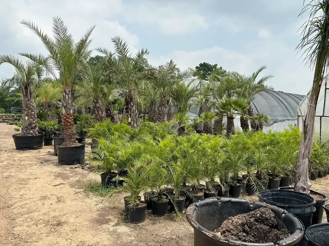 Outdoor plant nursery with rows of potted palms and shrubs on sandy ground