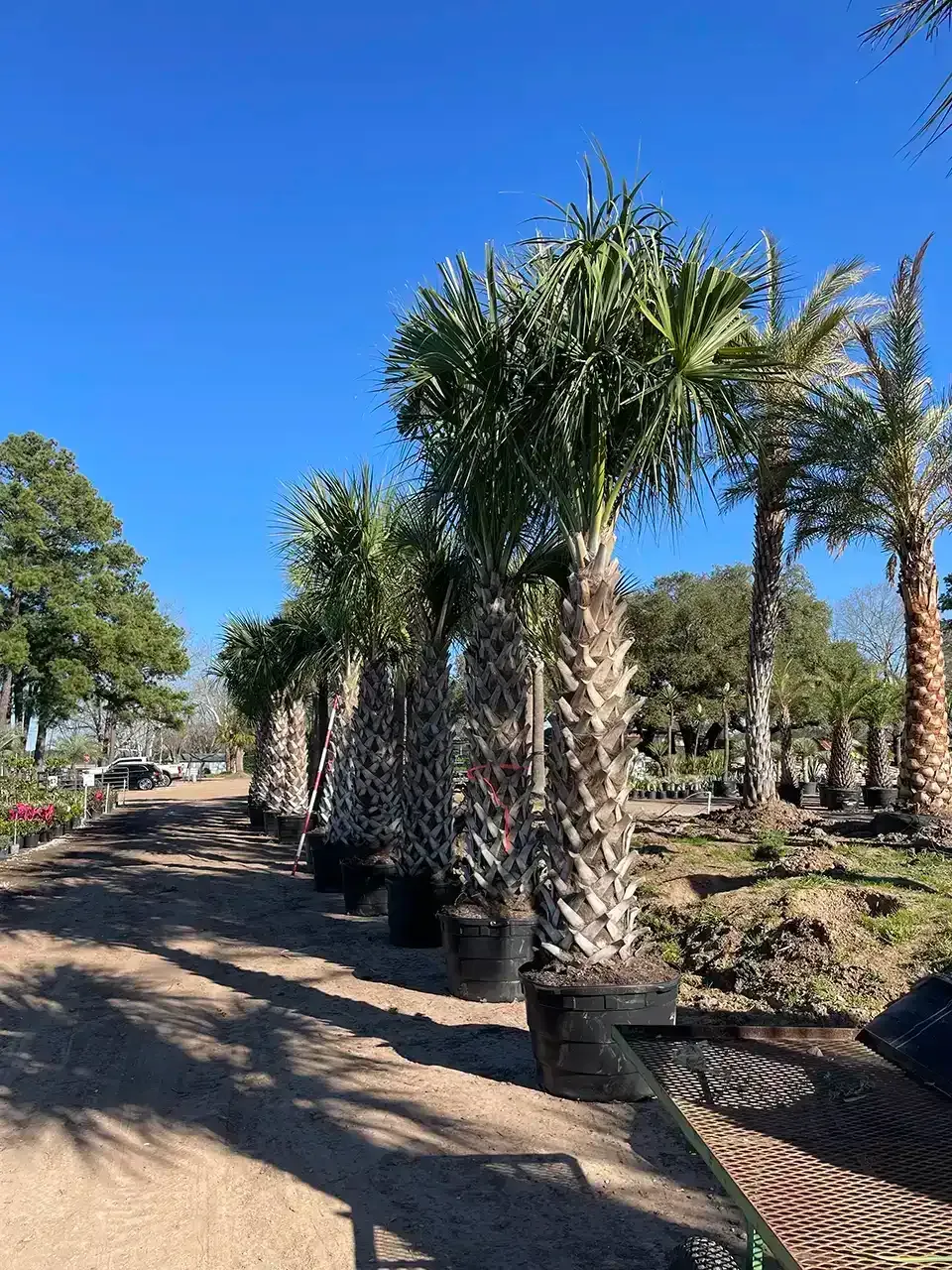 Rows of potted palm trees in a sunny outdoor nursery under a clear blue sky