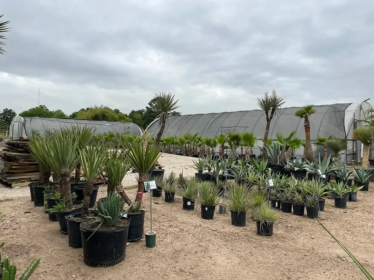 Outdoor plant nursery with rows of potted tropical plants on gravel under a cloudy sky