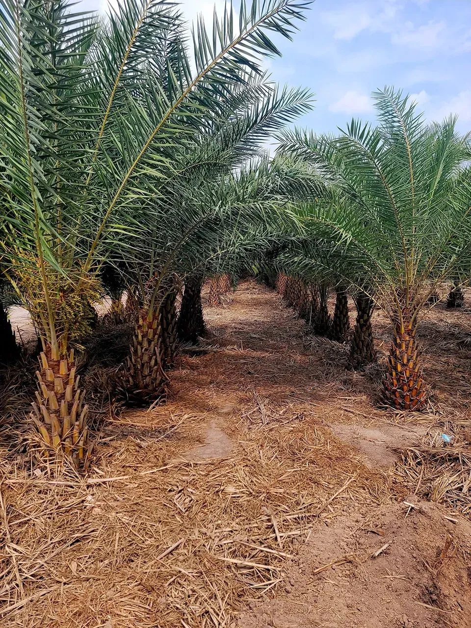 Rows of palm trees in a dry orchard under a bright sky