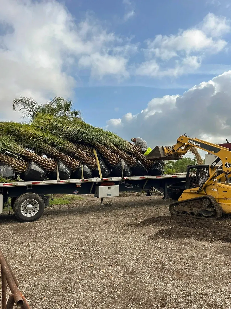 Harvested sugarcane loaded on a trailer beside a yellow skid steer under a cloudy sky