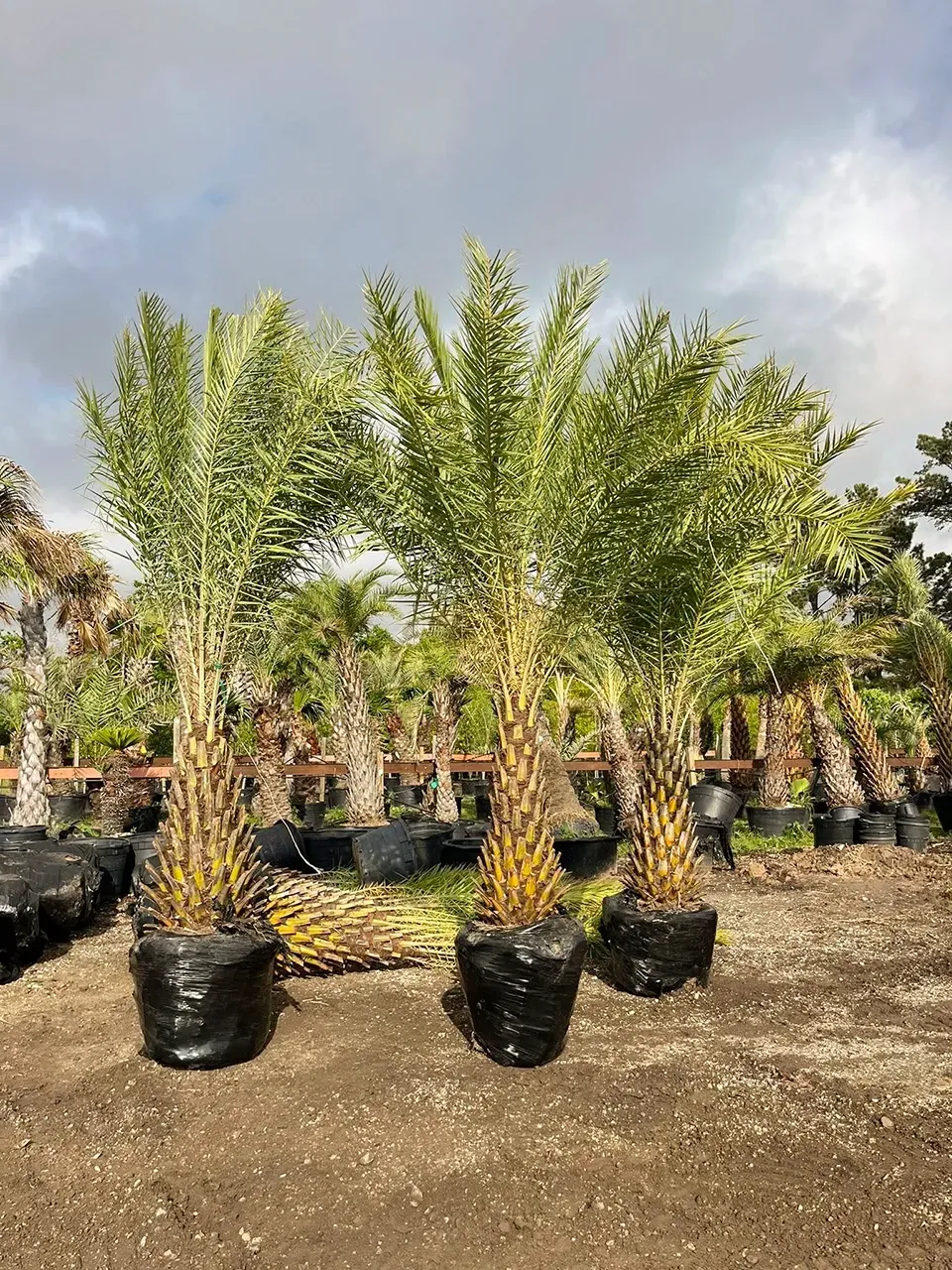 Rows of potted palm trees in black bags at a nursery outdoors under a cloudy sky