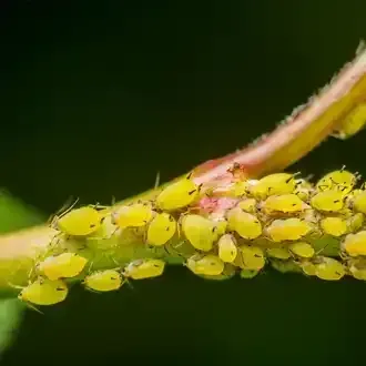 Yellow aphids cluster on a green and pink plant stem.