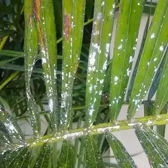Palm leaves heavily infested with white, waxy scale insects.