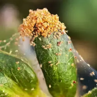 Green leaf covered in webbing and tiny red mites, with a cluster of brown particles on top.