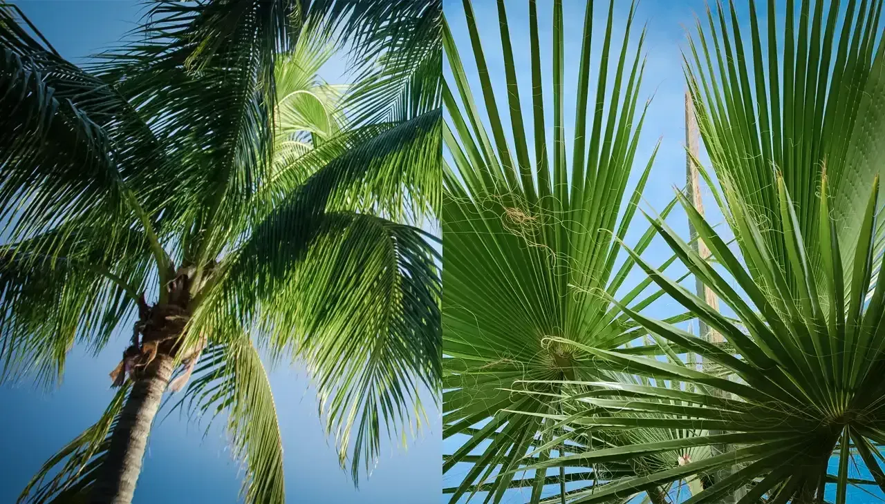 Difference Between Pinnate and Palmate Palm Types blog image