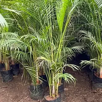 Clump of potted Areca palms with long, green fronds and bamboo-like stems.