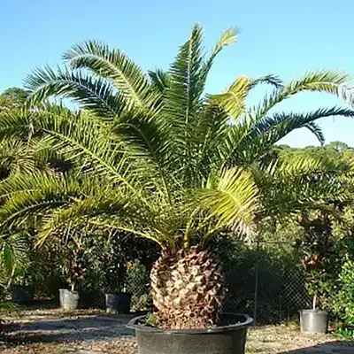A large Canary palm tree with green fronds in a black pot.