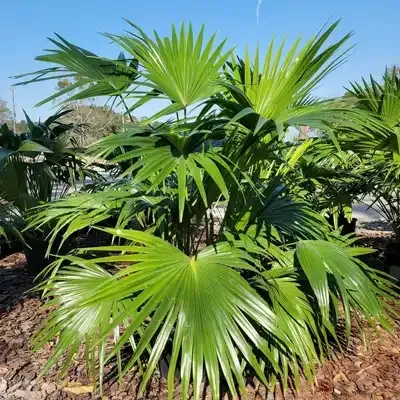 Chinese Fan Palm with green, fan-shaped leaves growing outdoors under a blue sky.