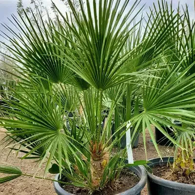 European fan palm plant with fan-shaped fronds in a dark pot, outdoors.