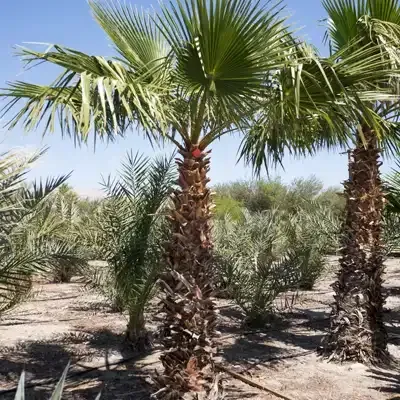 Mexican Fan Palm trees with brown trunks and green fronds.
