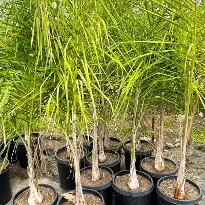 Queen Palm trees in black pots with green fronds.