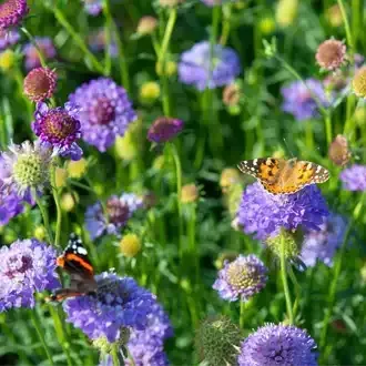 Butterflies on purple wildflowers in a sunny field.