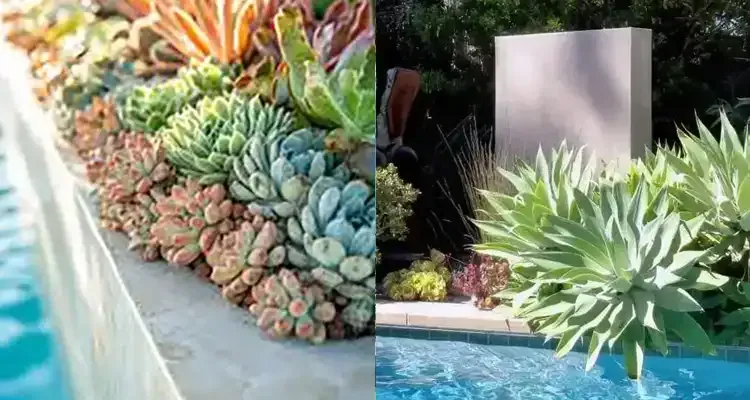 Rosehill Palms - How to Design Landscaping Around a Pool - Succulents and agaves