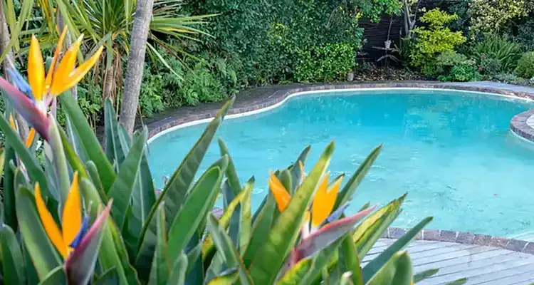 Rosehill Palms - How to Design Landscaping Around a Pool - Bird of Paradise