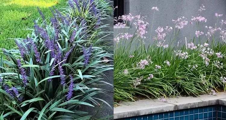 Rosehill Palms - How to Design Landscaping Around a Pool - Liriope and Society Garlic