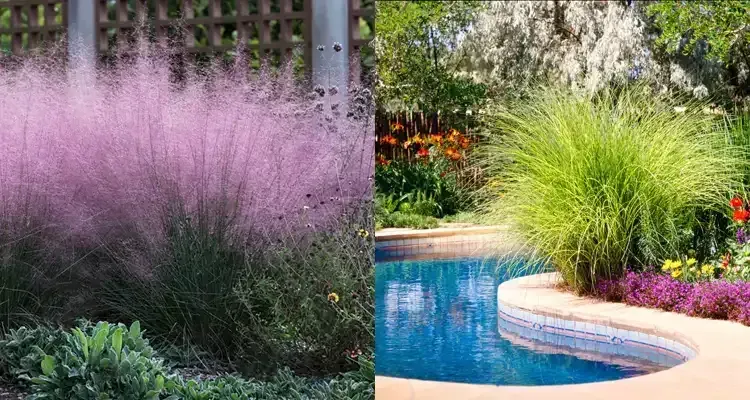 Rosehill Palms - How to Design Landscaping Around a Pool - Ornamental grasses