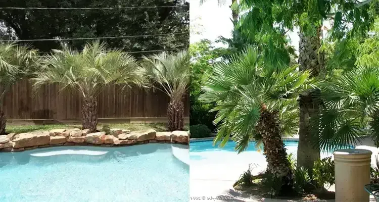 Rosehill Palms - How to Design Landscaping Around a Pool - Palm Trees