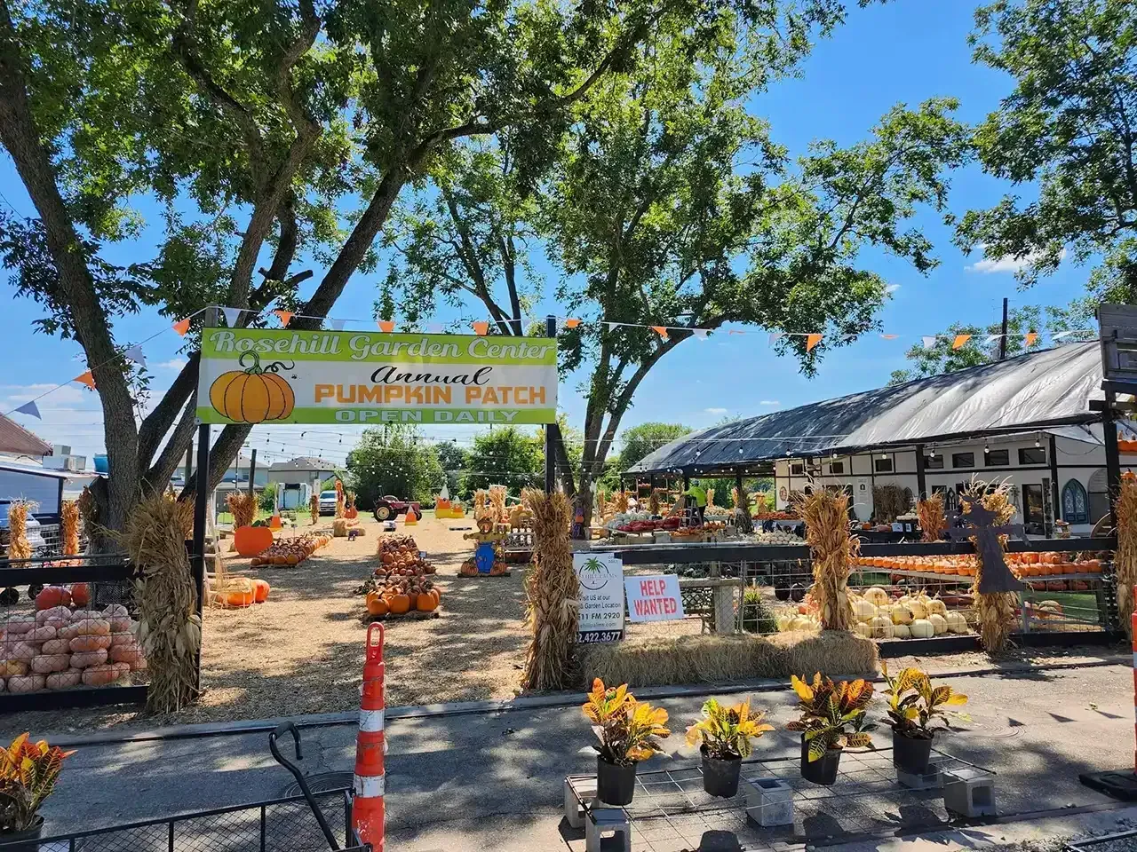Pumpkin patch entrance with sign under trees. Orange pumpkins and hay bales in an outdoor setting on a sunny day.