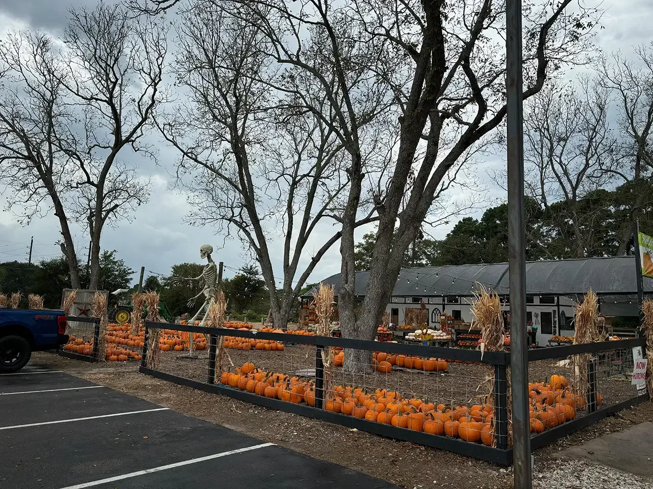 Pumpkins for sale displayed behind a black fence, with leafless trees and a building in the background.