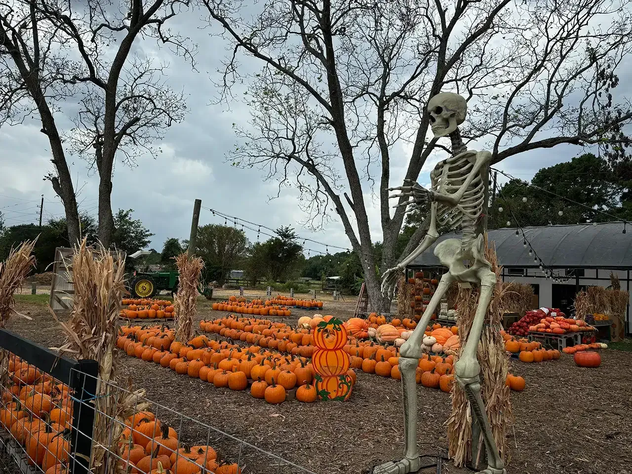 Halloween scene: skeleton, pumpkin patch, trees, cloudy sky, and fence.