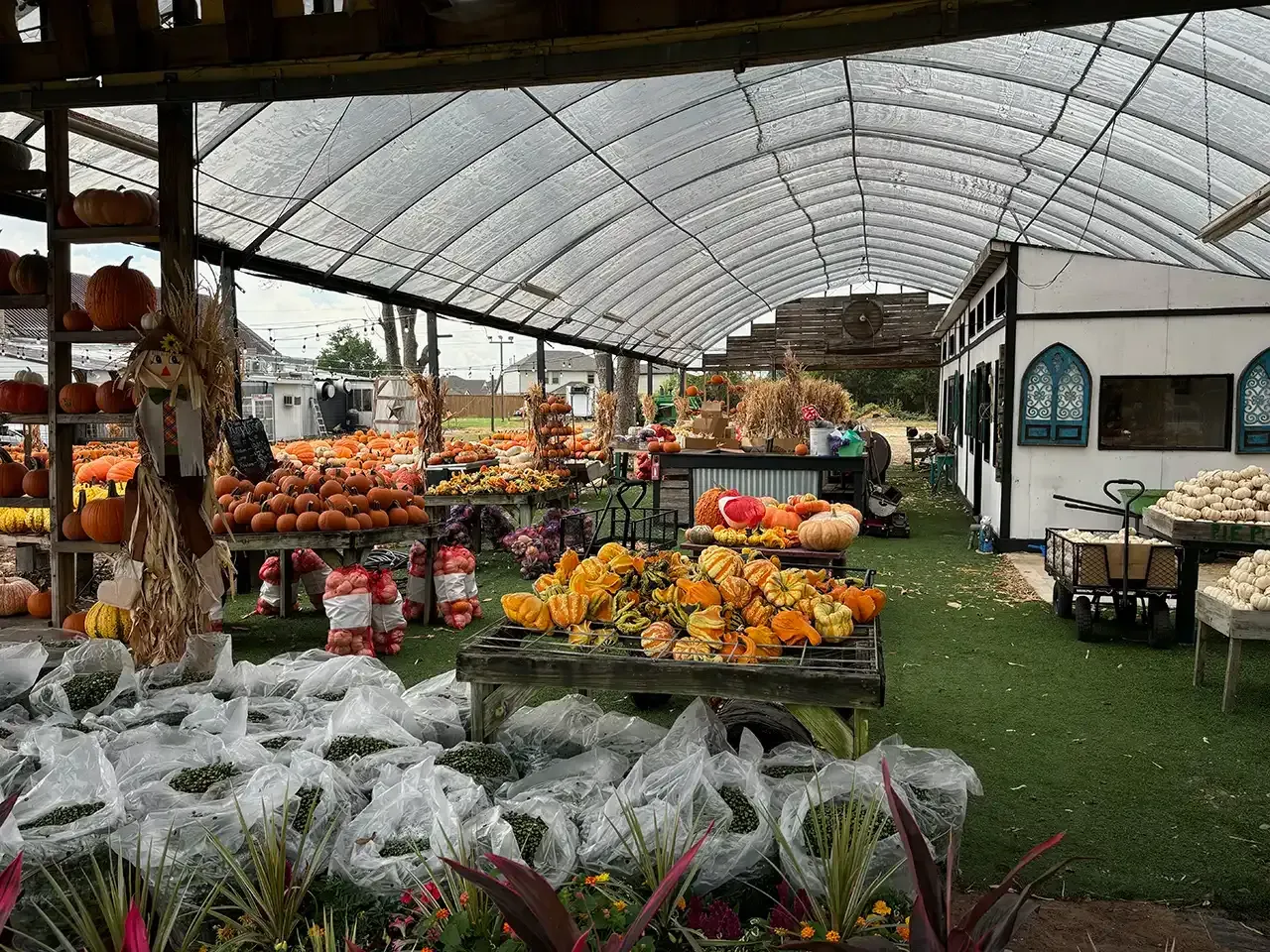 Pumpkin patch market under a clear arched roof. Pumpkins, gourds, and produce on display.