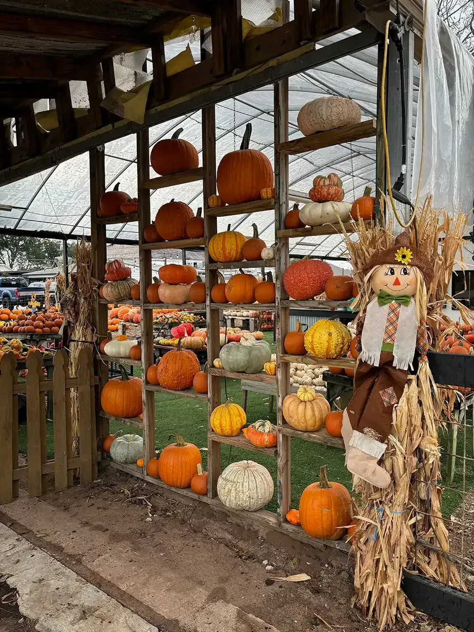 Pumpkins of various sizes and colors displayed on wooden shelves at a fall market, with a scarecrow.