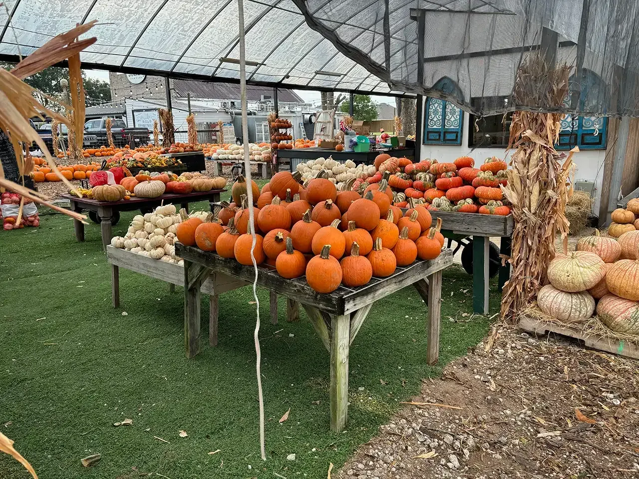 Pumpkin patch display with pumpkins of various sizes and colors on tables under a canopy.
