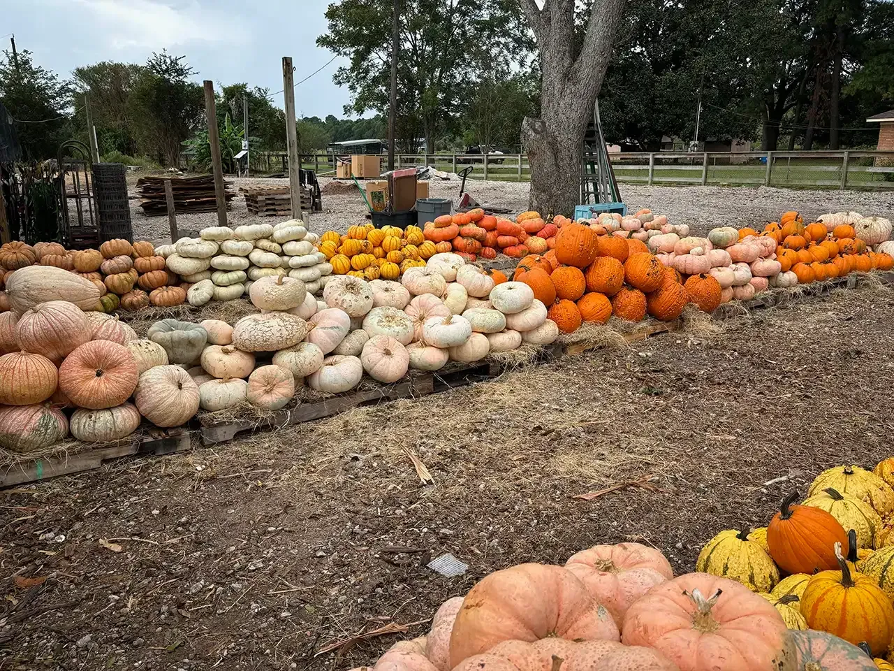 Various pumpkins and gourds on display at an outdoor farm stand.