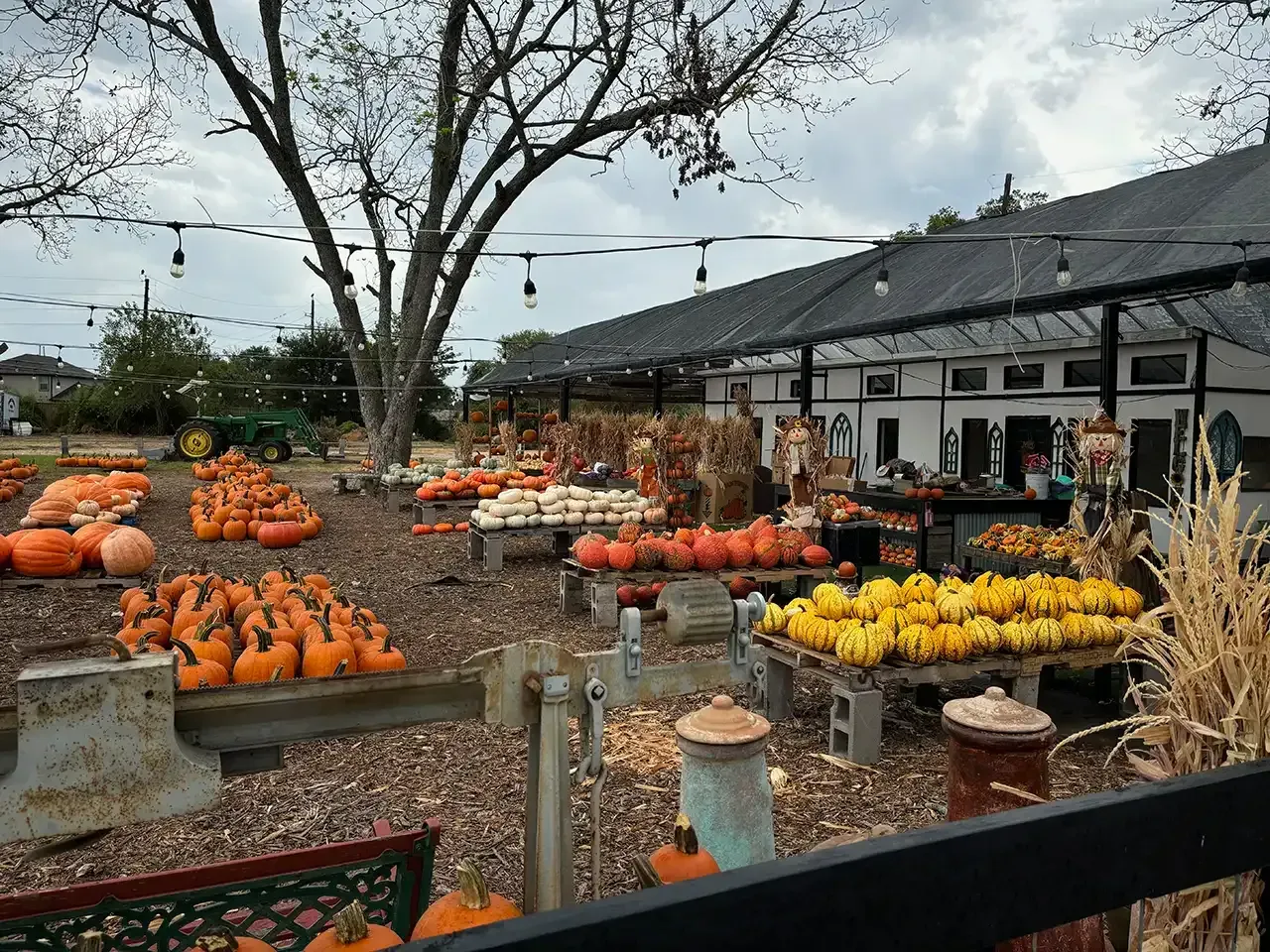 Pumpkin patch with various pumpkins, gourds, and corn stalks on display for sale at a roadside market.